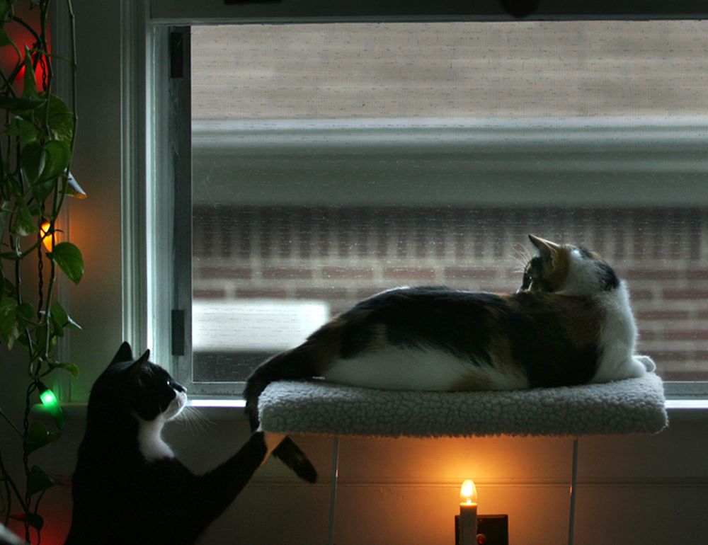 Forgotten Felines and Fidos Image