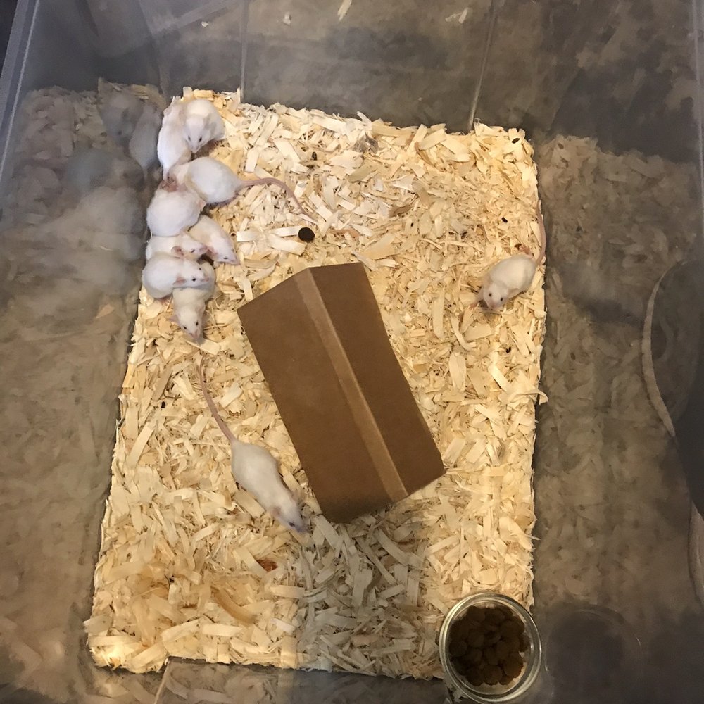 Pet Kraze - These mice are almost all pregnant! - Pet Stores Near Me - Wilmington, Delaware