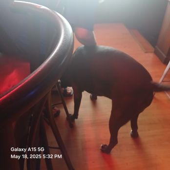 Marty's Cocktails - The owner's cutie Bruce is just as welcoming as the patrons and will always come say hello :) - Sports Bars Near Me - San Antonio, Texas Marty's Cocktails - The owner's cutie Bruce is just as welcoming as the patrons and will always come say hello :) - Sports Bars Near Me - San Antonio, Texas