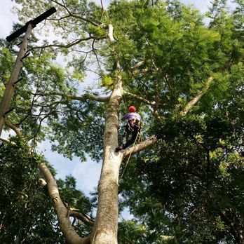 Indy Lumberjack - Tree Services Near Me Indy Lumberjack - Tree Services Near Me