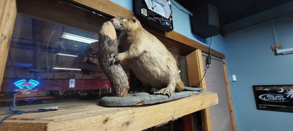 The Beaver Bar Ormond Beach by null