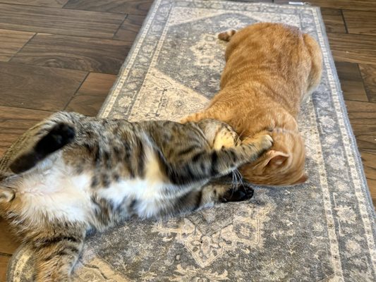 Catty Corner Cafe by null