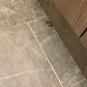 Equinox Pine Street - Cockroach in the women's locker room - Gyms Near Me - San Francisco, California