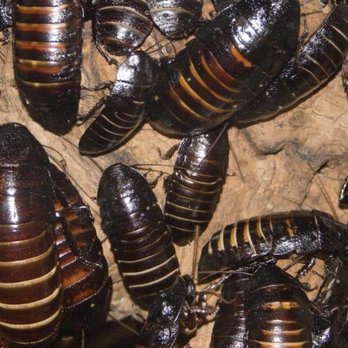 A-General Pest Control - Photo - Pest Control Near Me - Coquitlam, British Columbia A-General Pest Control - Photo - Pest Control Near Me - Coquitlam, British Columbia