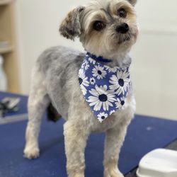 Wag’n Wiggles Mobile Grooming - Yorkshire terrier