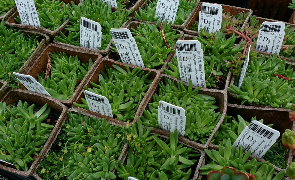 MULBERRY CREEK HERB FARM Updated September 2024 3312 Bogart Rd