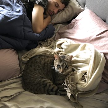 Pets Unleashed by Tink - Cat sleeping in bed - Pet Training Near Me Pets Unleashed by Tink - Cat sleeping in bed - Pet Training Near Me