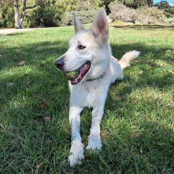 OC Animal Care - Buddy Boyyy!! - Animal Shelters Near Me - Tustin, California OC Animal Care - Buddy Boyyy!! - Animal Shelters Near Me - Tustin, California