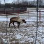 Photo of Reindeer Ranch