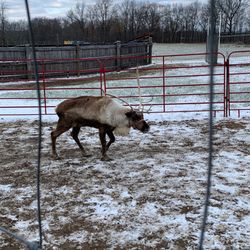 Reindeer Ranch - Reindeer