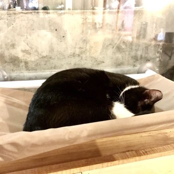 NEKO: A Cat Cafe - Themed Cafes Near Me - Seattle, Washington