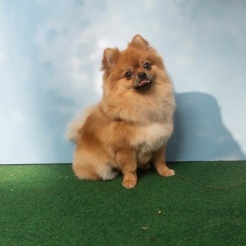 Unleashed Spa - Pet Groomers Near Me - New York, New York Unleashed Spa - Pet Groomers Near Me - New York, New York