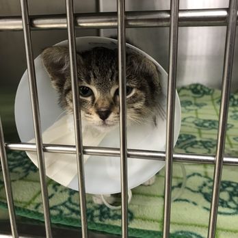 Miami Veterinary Specialists - Visiting Stormy April 13,2019 - Emergency Pet Hospital Near Me - Miami, Florida Miami Veterinary Specialists - Visiting Stormy April 13,2019 - Emergency Pet Hospital Near Me - Miami, Florida