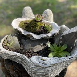 Pacifica A Garden In the Siskiyous - Succulents in shells