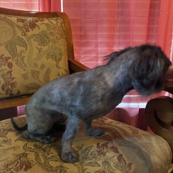 PetSmart - Pet Training Near Me - Houma, Louisiana