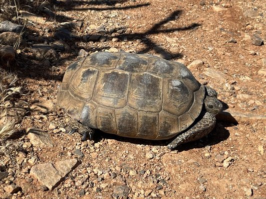 Gateway Trailhead - McDowell Sonoran Preserve by null