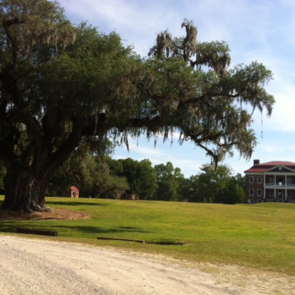 Drayton Hall - Huge old oak trees surround property - Museums Near Me - Charleston, South Carolina Drayton Hall - Huge old oak trees surround property - Museums Near Me - Charleston, South Carolina