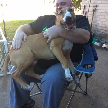 Petsitters Plus - Pet Sitting Near Me Petsitters Plus - Pet Sitting Near Me