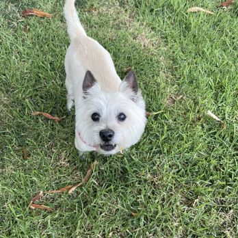 Doggie Avenue - Pet Groomers Near Me - Burbank, California Doggie Avenue - Pet Groomers Near Me - Burbank, California
