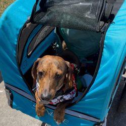 Rays Rentals - Venice - Pet carrier. Attaches to the back of your bike.