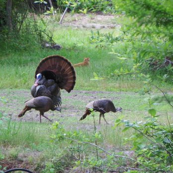 Barry McCraney Tree Service - The King and his Feathered friends.. - Tree Services Near Me - Covington, Louisiana