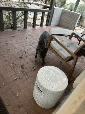 Canyon Ranch Tucson by null