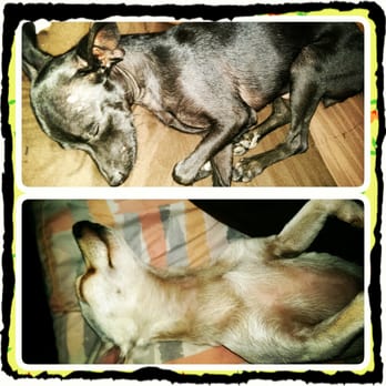 Waggytail Rescue - Pet Adoption Near Me