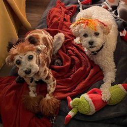 Crescenta Valley Veterinary Hospital - Arya (left) Slinky (right)