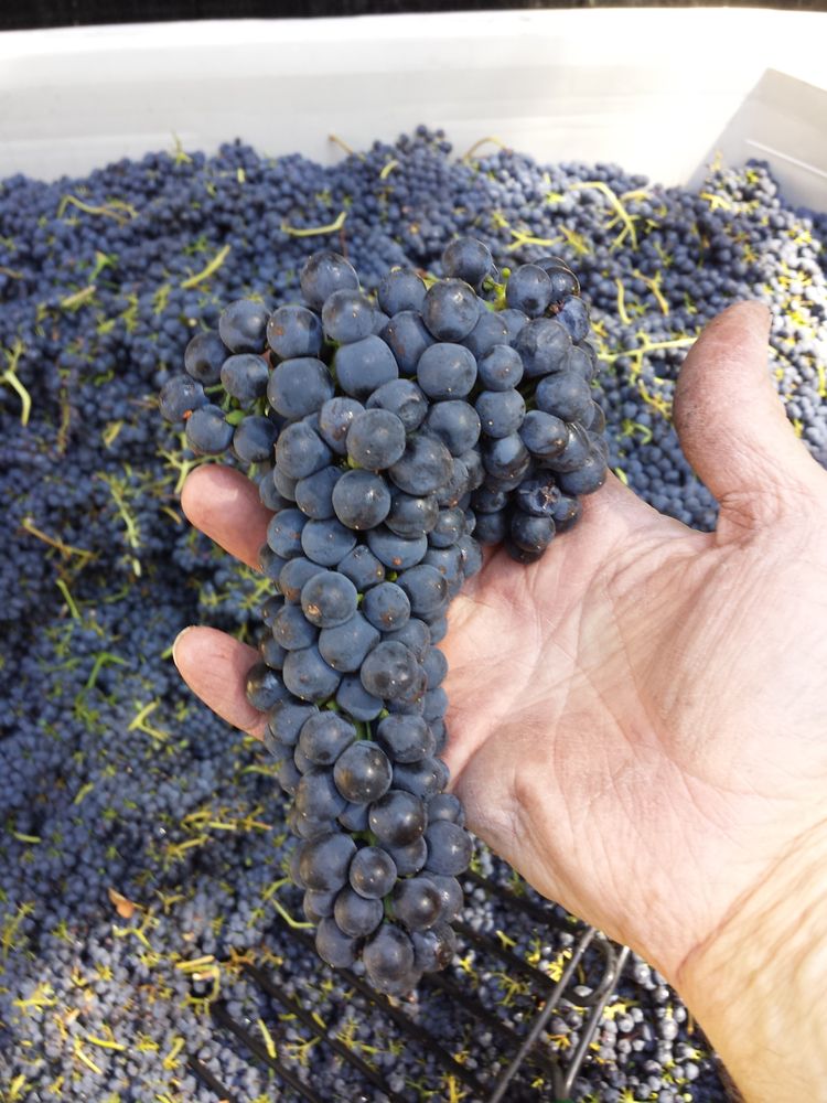 VILLA DEL MONTE WINERY 30 Photos & 37 Reviews 23076 Summit Rd, Los