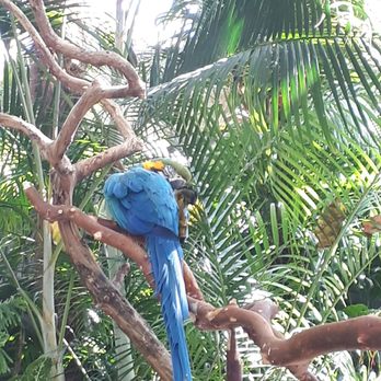 Bloedel Conservatory - art - Botanical Gardens Near Me - Vancouver, British Columbia