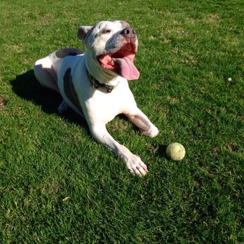 Pet Home Euthanasia Service - Pet Cremation Services Near Me