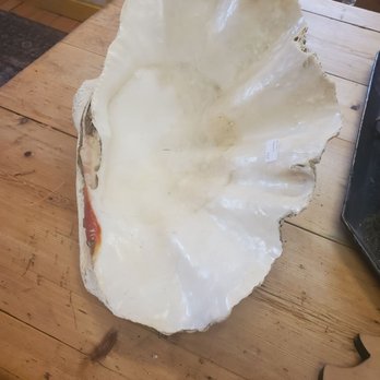 Pillars Antiques - Real clam shell. Pretty planted with orchid or holder for shells. - Antiques Near Me - Freeport, Maine