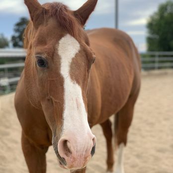 Courtship Ranch - in the big round pen at Courtship Ranch - Horseback Riding Near Me - Sylmar, California