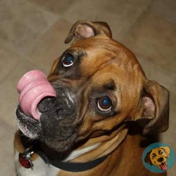 Roll Over and Fetch - Dog Walkers Near Me