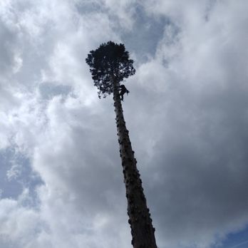 Elite Tree Experts - Taking down a giant Sequoia in West Reno. - Tree Services Near Me - Reno, Nevada Elite Tree Experts - Taking down a giant Sequoia in West Reno. - Tree Services Near Me - Reno, Nevada