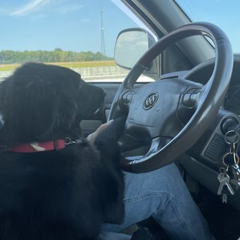 Heavenly Care Kennels - Shadow decided to drive during a traffic jam - Pet Boarding Near Me - Sheridan, Indiana Heavenly Care Kennels - Shadow decided to drive during a traffic jam - Pet Boarding Near Me - Sheridan, Indiana