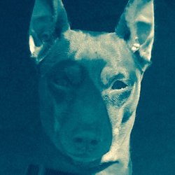 Companion's Choice Animal Hospital - DGrl Needs A Stud!
