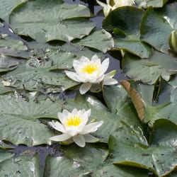 See
