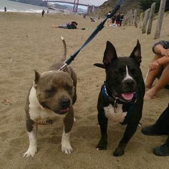 Baker Beach - handsome doggies. - Parks Near Me - San Francisco, California