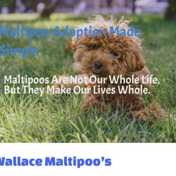 Wallace Maltipoo Family - Wallace Maltipoos from Wyoming