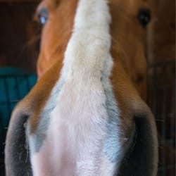 The Thoroughbred Center
