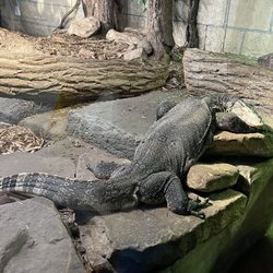 Reptilia