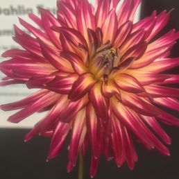 Dahlia
