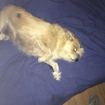 Pack Runner - Sonny - Dog Walkers Near Me