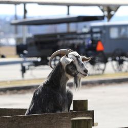 A is for Amish Buggy Rides - Lots of personality at the largest free petting zoo in the area with goats, chickens, alpacas, donkeys, miniature horses, pigs, and more.