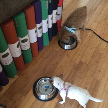 Invoke Yoga & Pilates Studio - My bubs and Otis getting there drink on after a hard day of yoga - Pilates Near Me - Indianapolis, Indiana