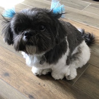 Bark Avenue Pet Salon - Pet Groomers Near Me - Parker, Colorado