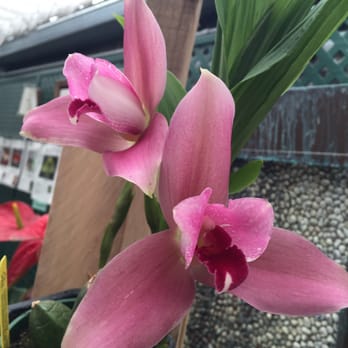 Norman's Orchid Nursery - Nurseries & Gardening Near Me - Montclair, California Norman's Orchid Nursery - Nurseries & Gardening Near Me - Montclair, California
