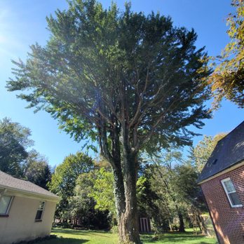 Shy Tree - After! - Tree Services Near Me Shy Tree - After! - Tree Services Near Me