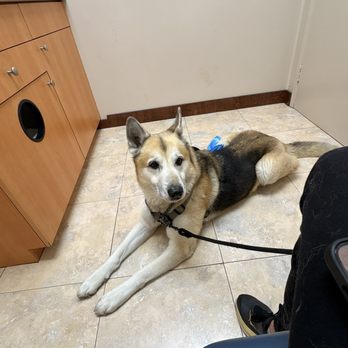 Trinity Pet Hospital - Max first exam and shots - Veterinarians Near Me - Laguna Hills, California